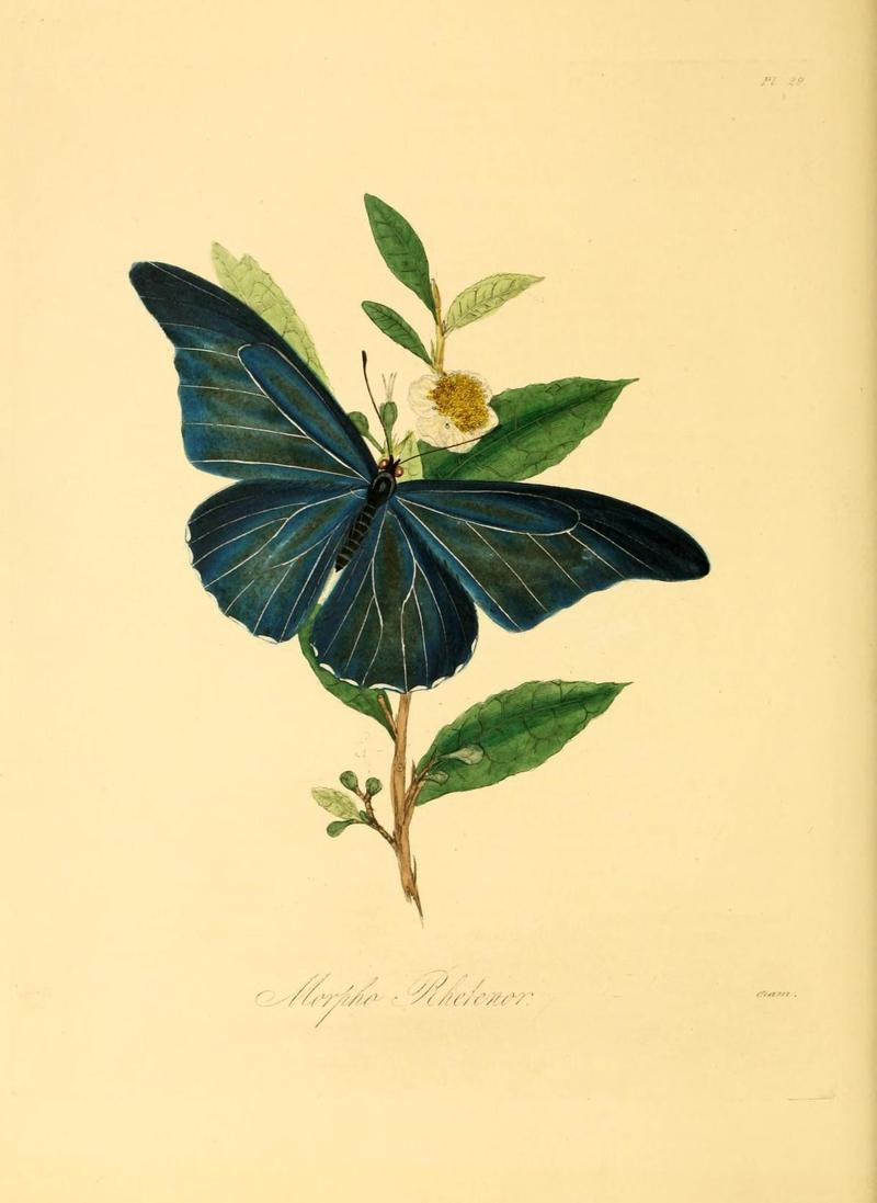 Natural history of the insects of China (Pl. 29) (7060621727)