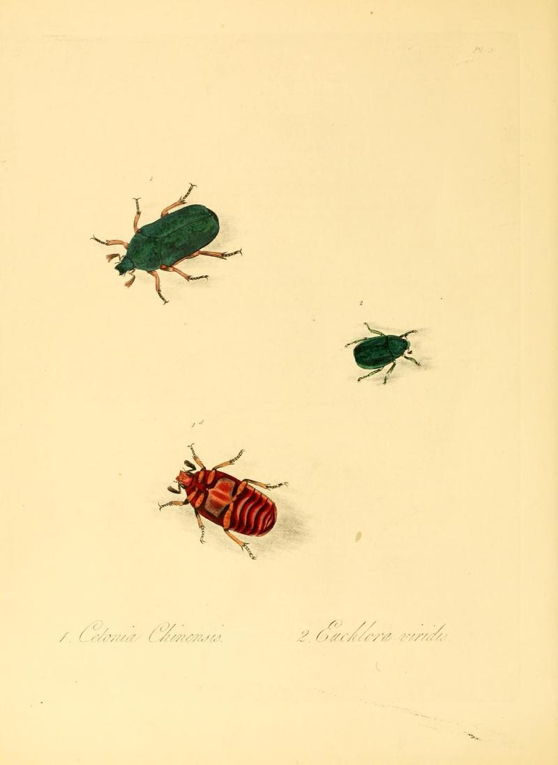 Natural history of the insects of China (Pl. 3) (6914527210)