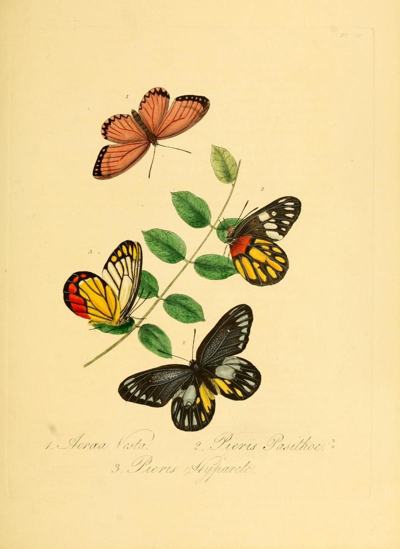 Natural history of the insects of China (Pl. 30) (7060622121)
