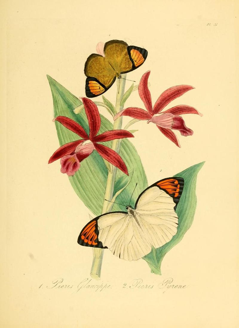 Natural history of the insects of China (Pl. 31) (7060622483)