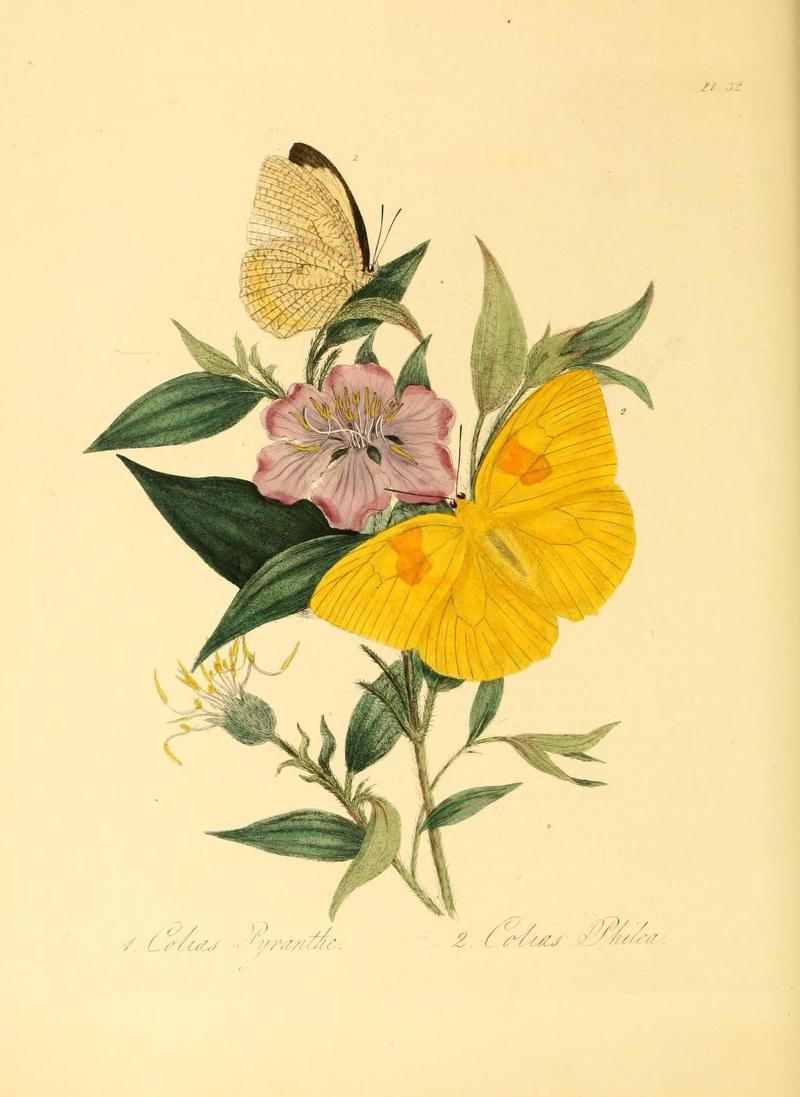 Natural history of the insects of China (Pl. 32) (7060623041)