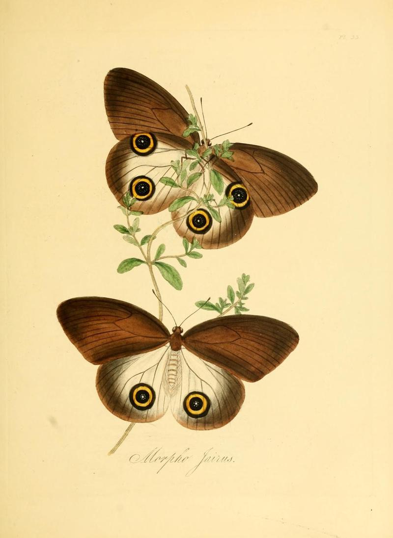 Natural history of the insects of China (Pl. 33) (7060623737)