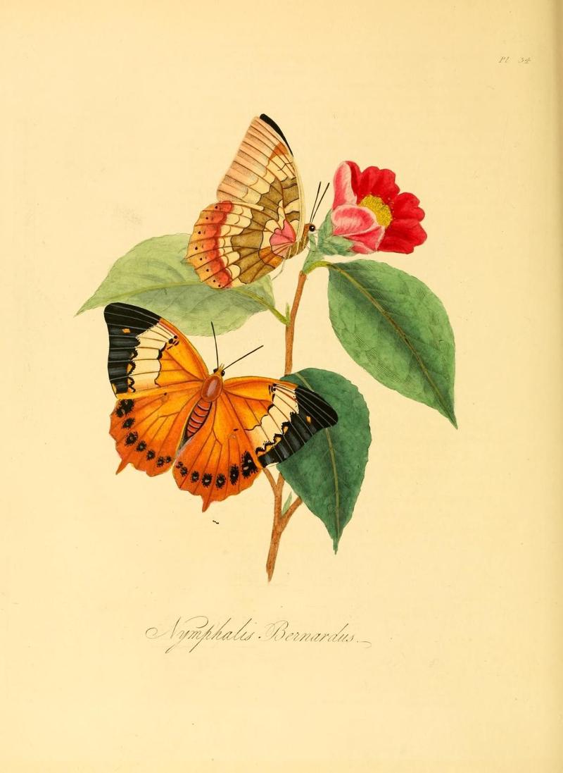 Natural history of the insects of China (Pl. 34) (6914541458)