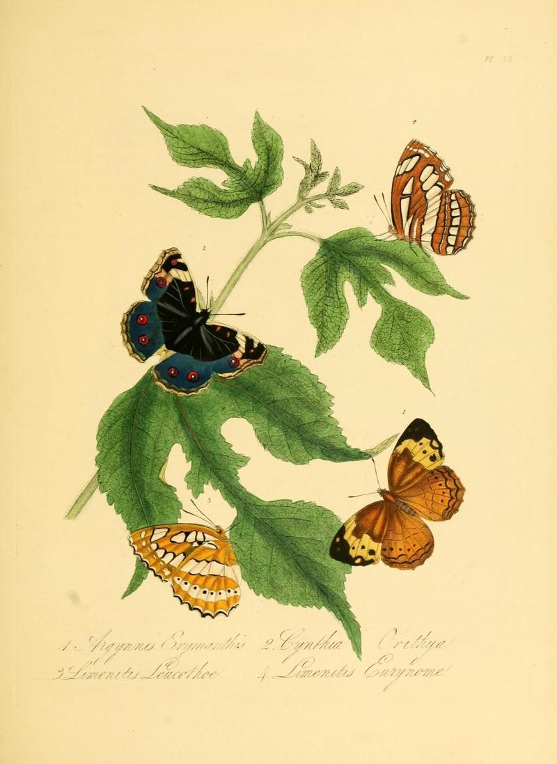Natural history of the insects of China (Pl. 35) (7060624565)