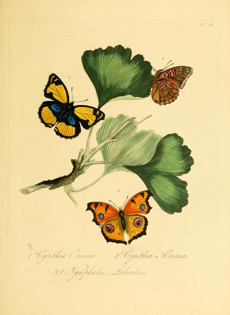 Natural history of the insects of China (Pl. 36) (7060624881)