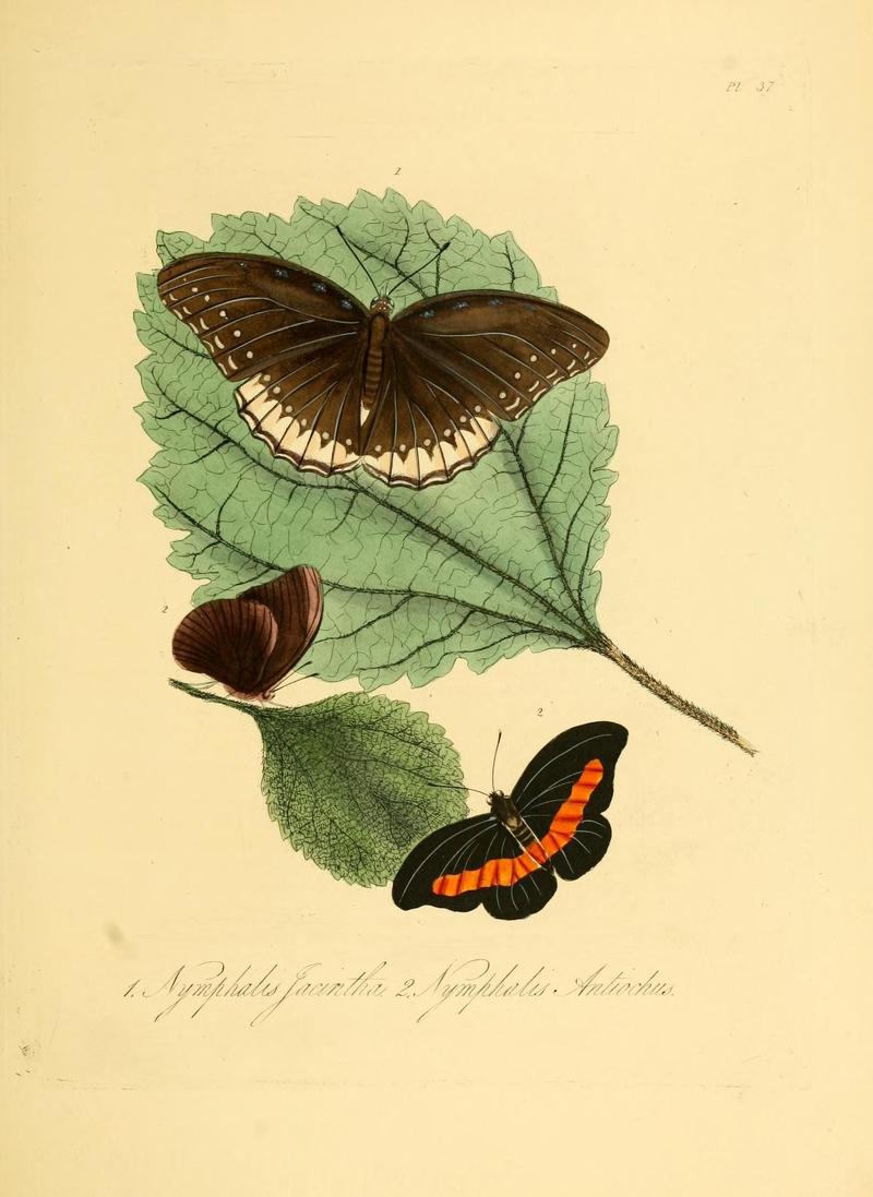 Natural history of the insects of China (Pl. 37) (7060625307)