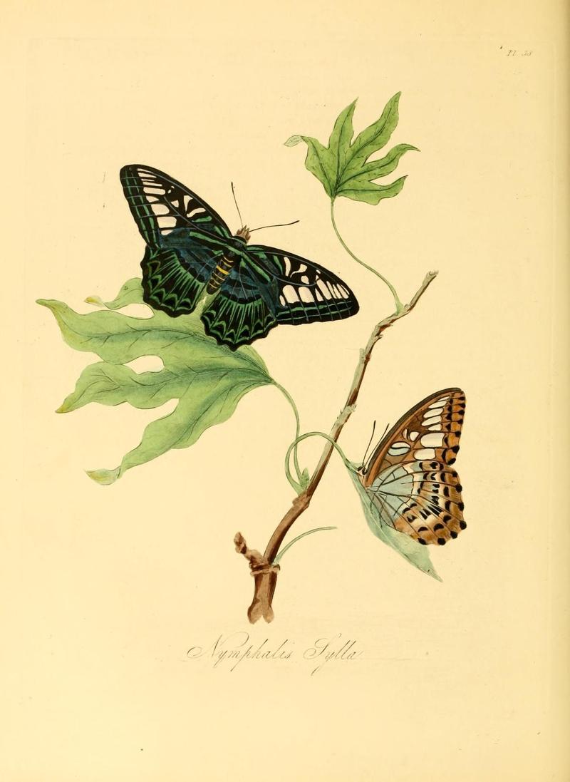 Natural history of the insects of China (Pl. 38) (6914543268)