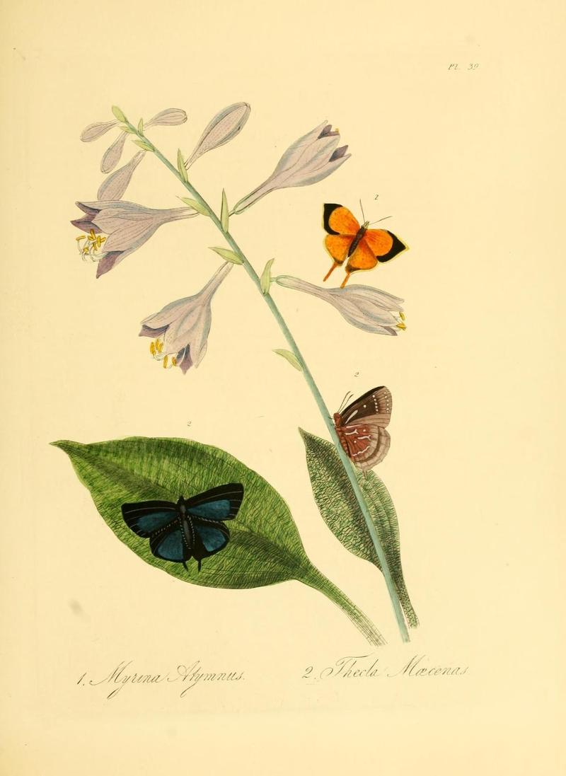 Natural history of the insects of China (Pl. 39) (7060626383)