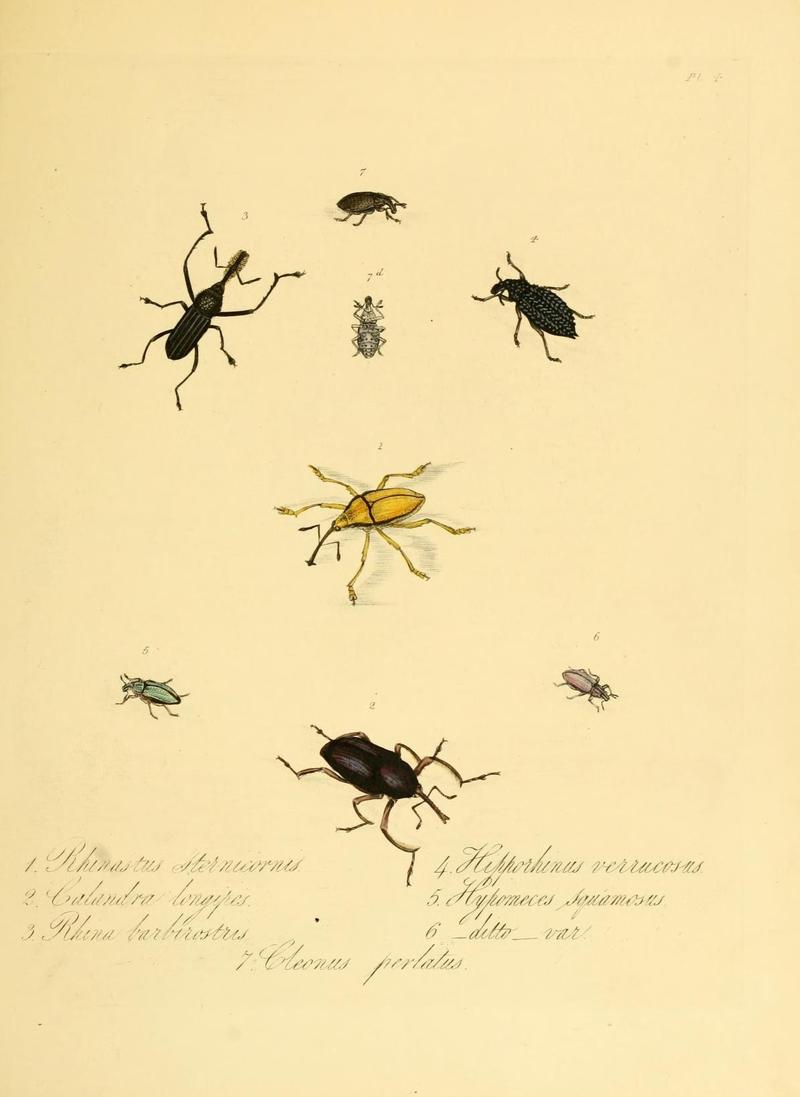 Natural history of the insects of China (Pl. 4) (7060610471)