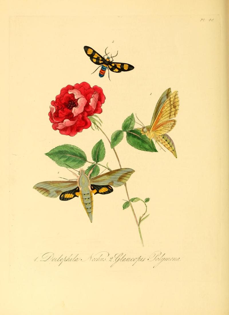Natural history of the insects of China (Pl. 40) (6914544148)