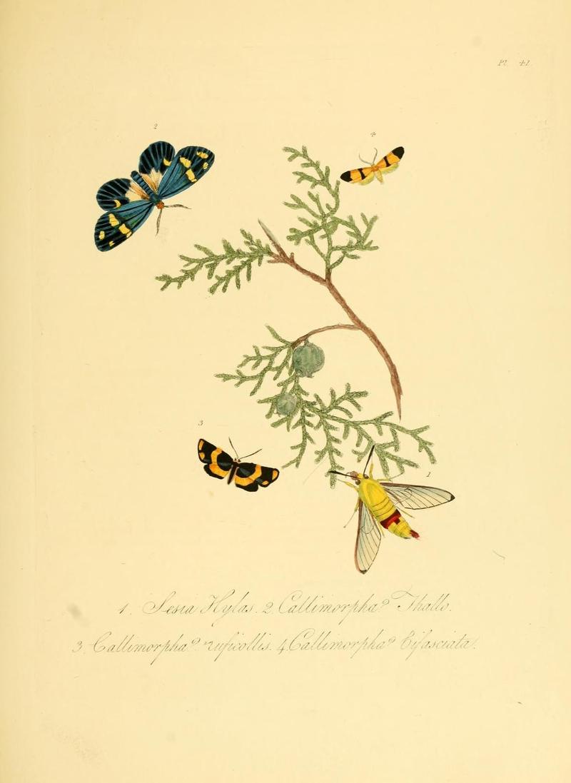 Natural history of the insects of China (Pl. 41) (6914544582)