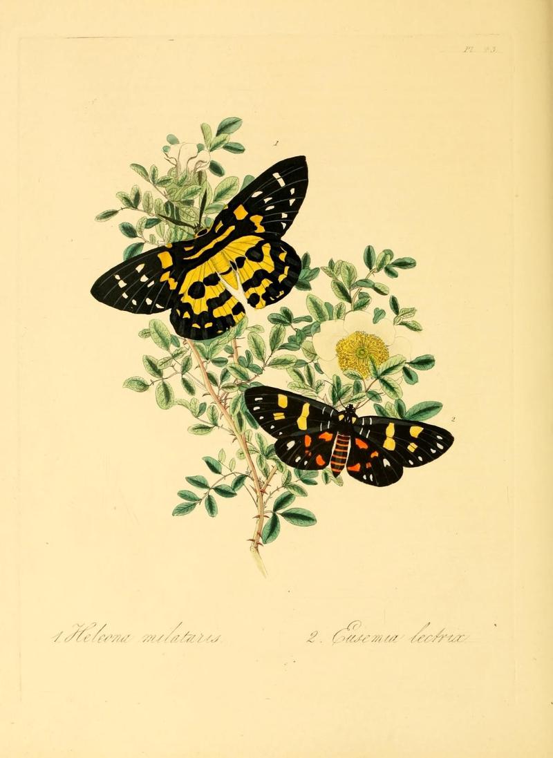 Natural history of the insects of China (Pl. 43) (6914545368)