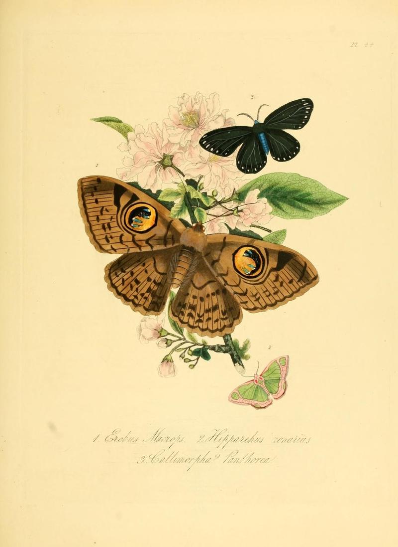 Natural history of the insects of China (Pl. 44) (7060628463)