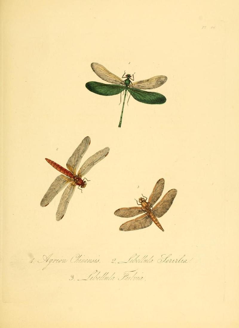 Natural history of the insects of China (Pl. 46) (6914547036)