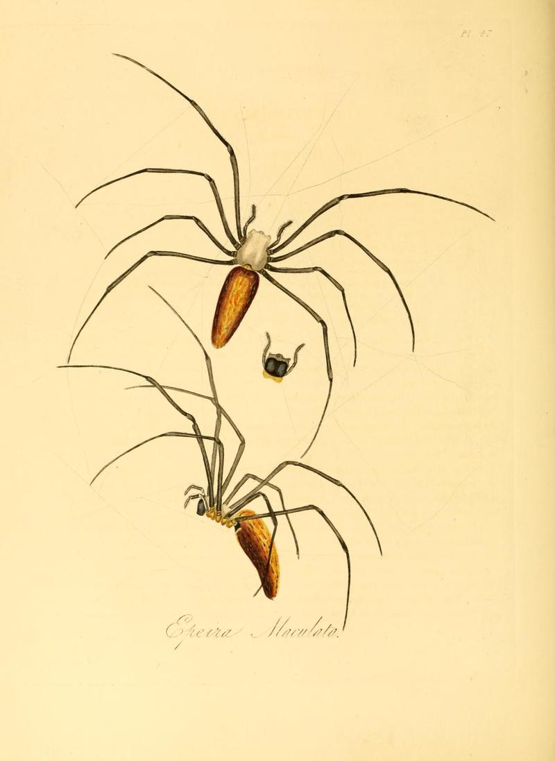 Natural history of the insects of China (Pl. 47) (7060629993)