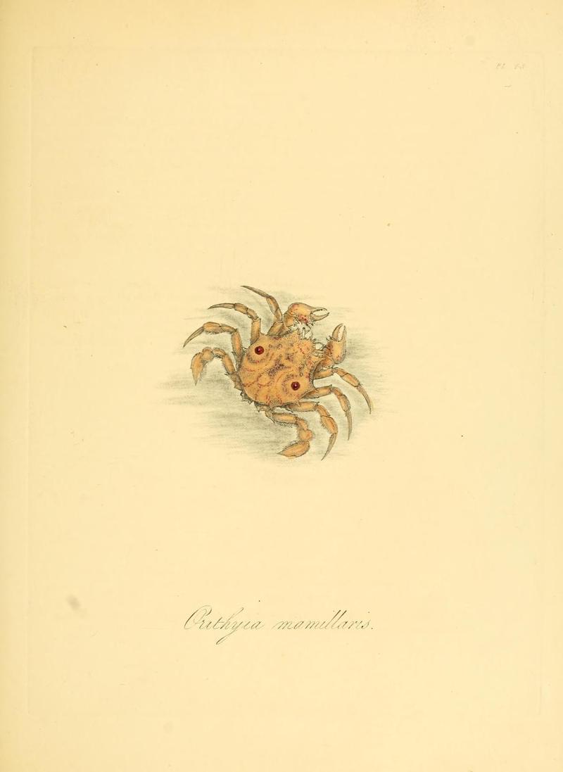 Natural history of the insects of China (Pl. 48) (7060630521)