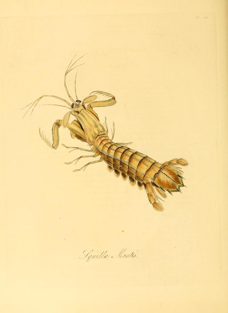 Natural history of the insects of China (Pl. 49) (6914548304)