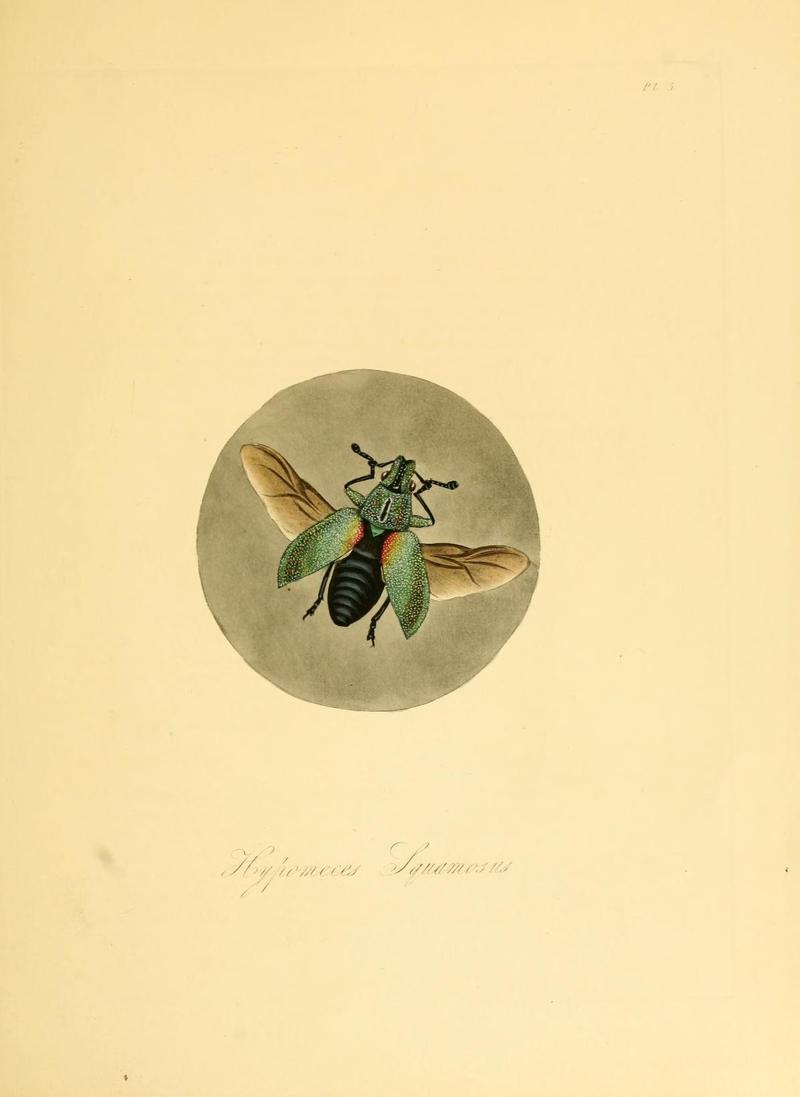 Natural history of the insects of China (Pl. 5) (7060611087)