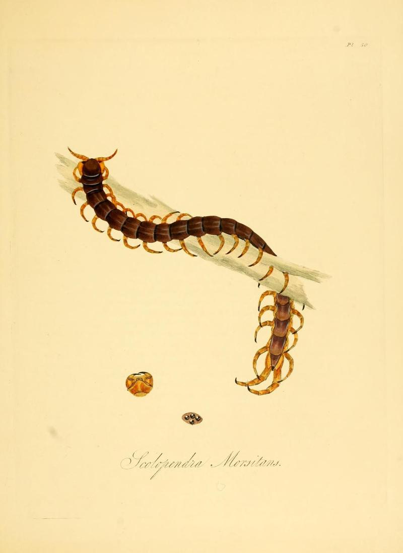 Natural history of the insects of China (Pl. 50) (6914548708)