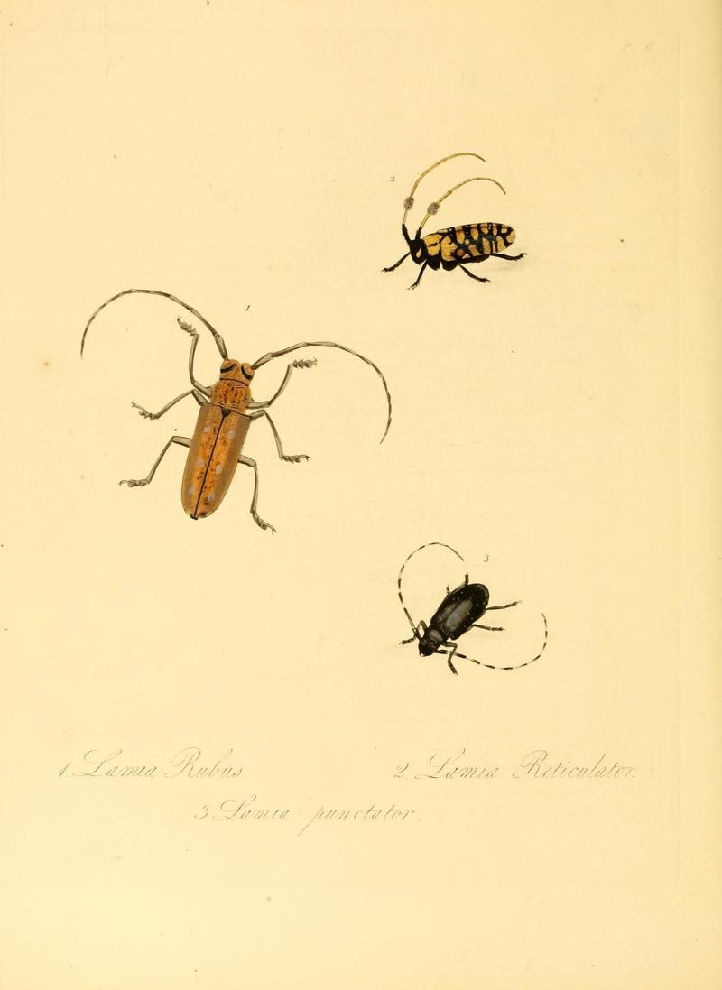 Natural history of the insects of China (Pl. 6) (6914528692)