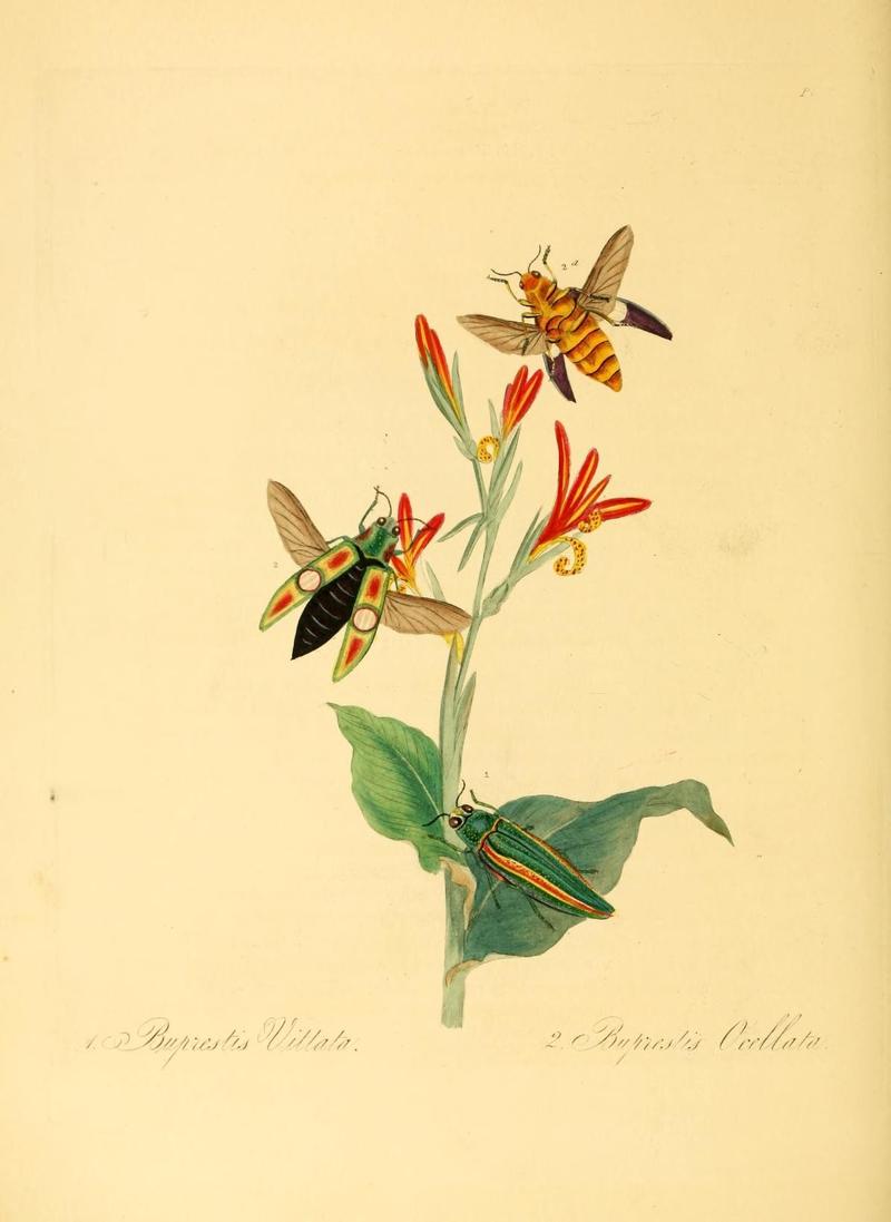 Natural history of the insects of China (Pl. 7) (6914529150)
