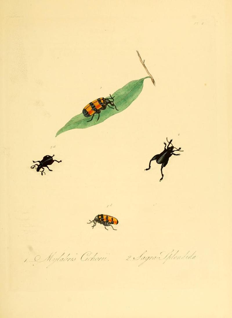 Natural history of the insects of China (Pl. 8) (7060612379)