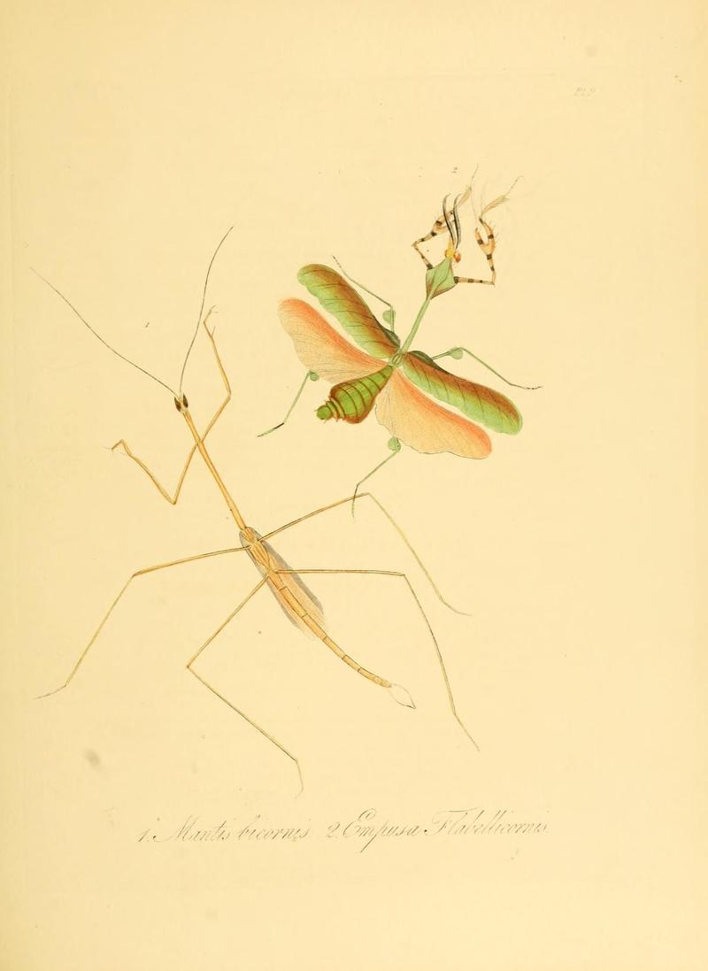 Natural history of the insects of China (Pl. 9) (7060612829)