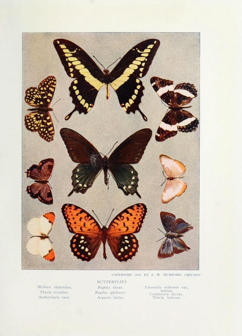 Nature neighbors (Plate) (6276929932)