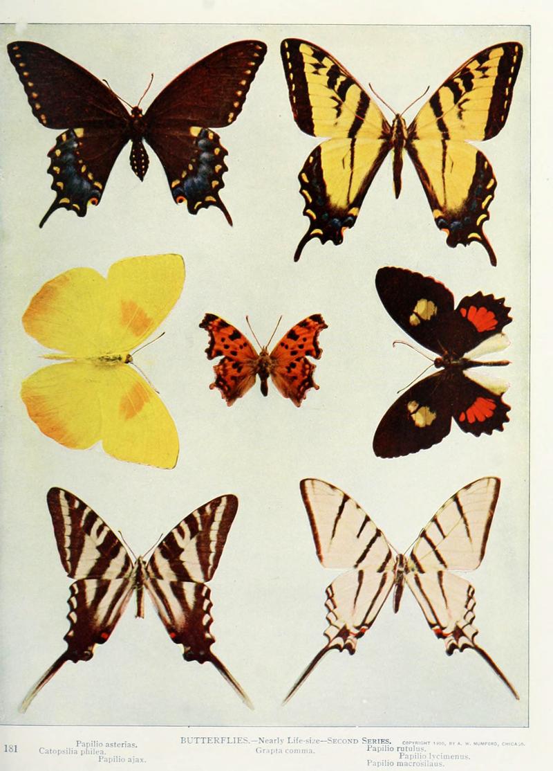 Nature neighbors (Plate 181) (6276408781)