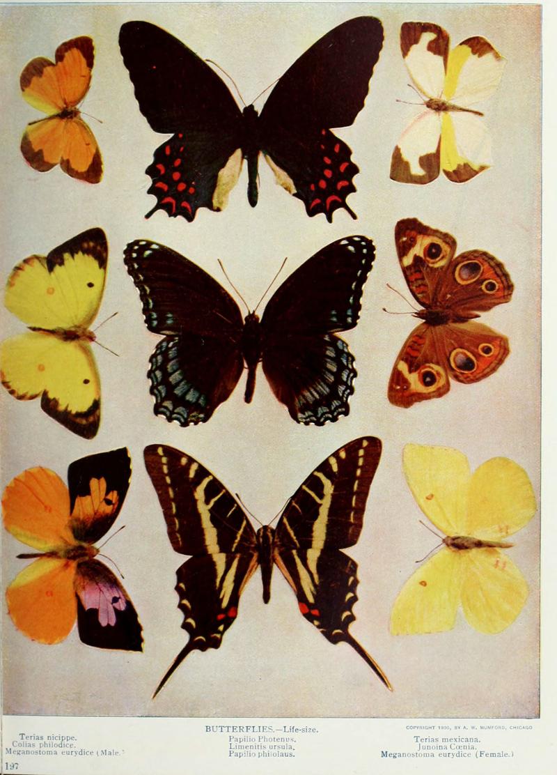 Nature neighbors (Plate 197) (6276930514)