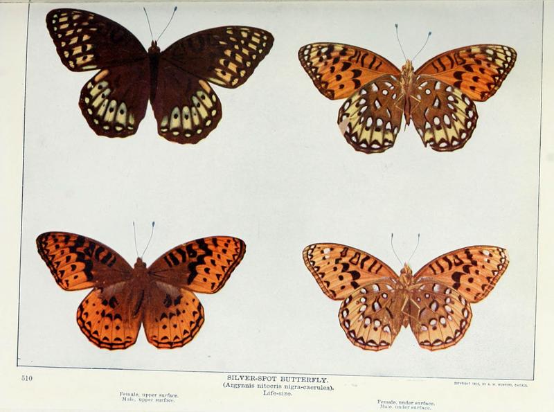Nature neighbors (Plate 510) (6276409977)