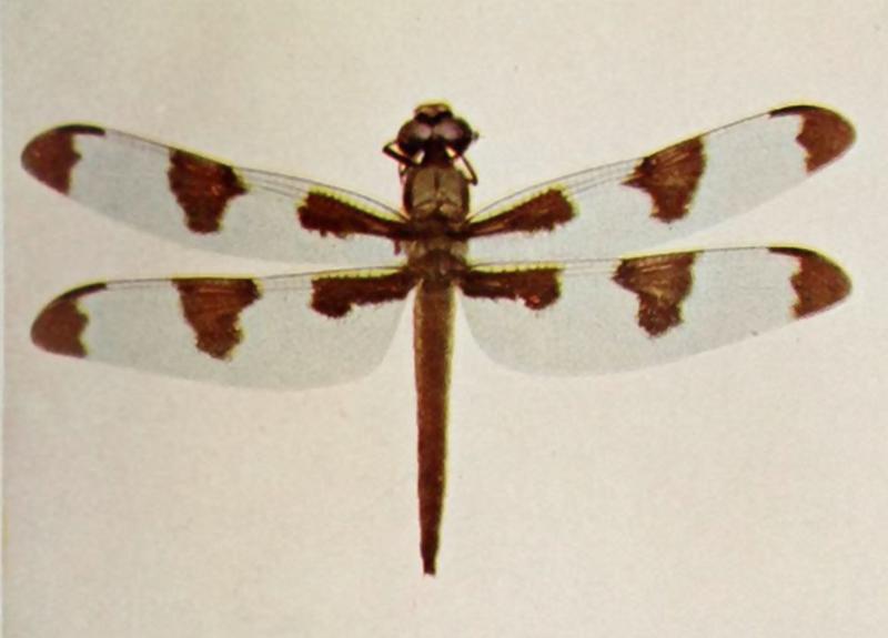 Nature neighbors - Libellula pulchella