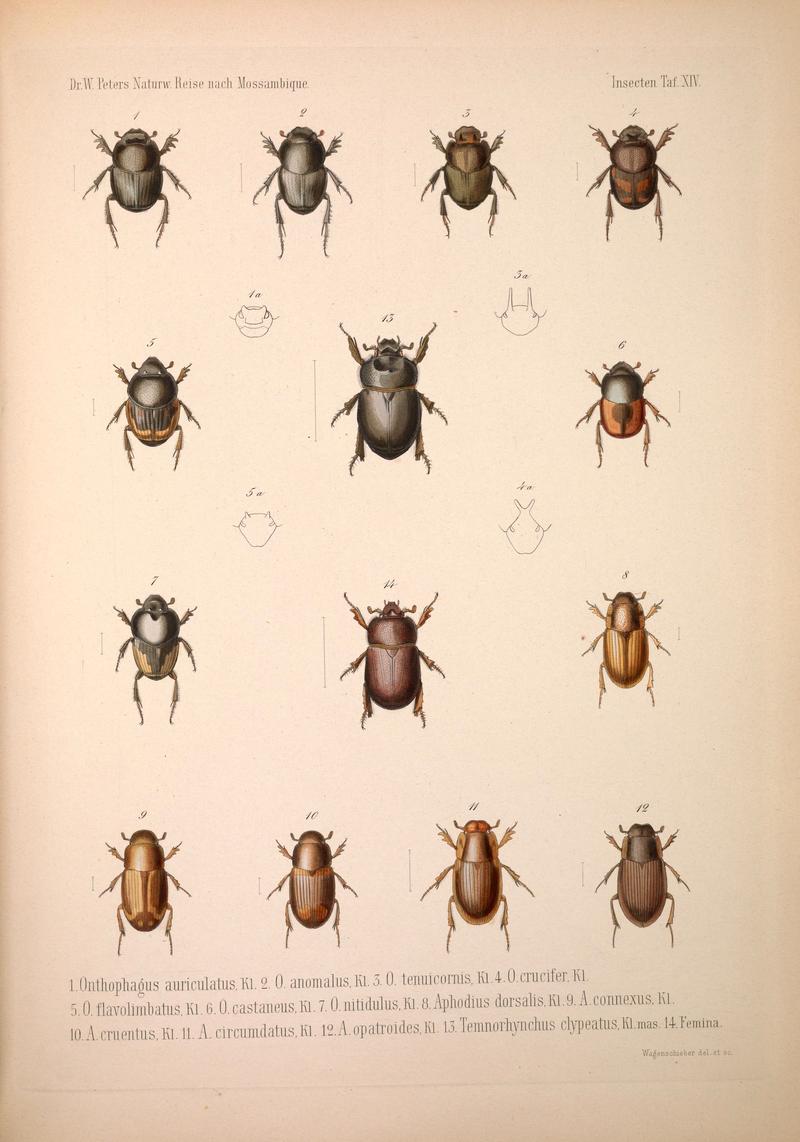 Naturwissenschaftliche Reise nach Mossambique, auf Befehl Seiner Majestät des Königs Friedrich Wilhelm IV, in den Jahren 1842 bis 1848 ausgeführt, von Wilhelm C. H. Peters. Zoologie (6260275909)