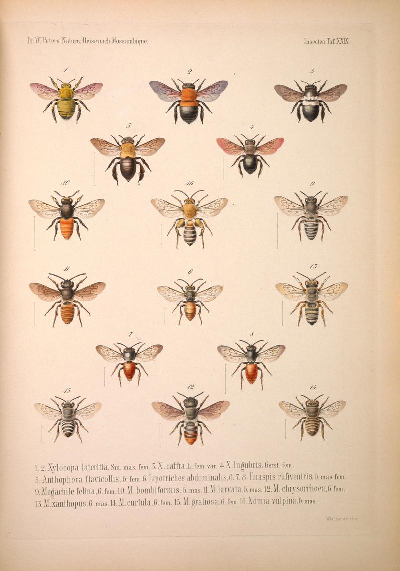 Naturwissenschaftliche Reise nach Mossambique, auf Befehl Seiner Majestät des Königs Friedrich Wilhelm IV, in den Jahren 1842 bis 1848 ausgeführt, von Wilhelm C. H. Peters. Zoologie (6260806534)