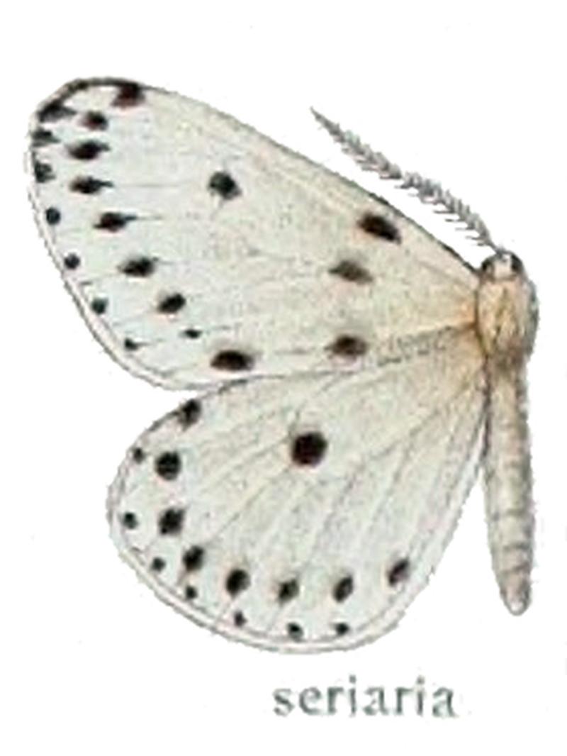 Naxa seriaria