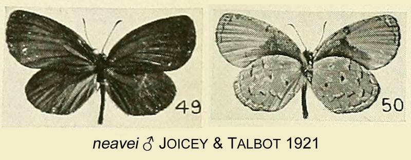 Pseuderesia neavei from original description