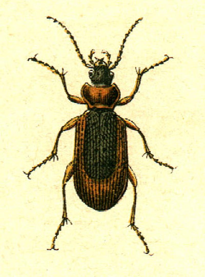 Nebria livida