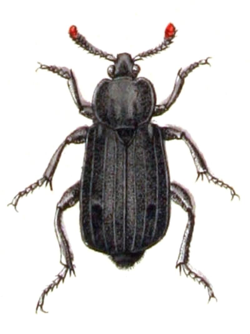 Necrodes.littoralis.female.-.calwer.09.15