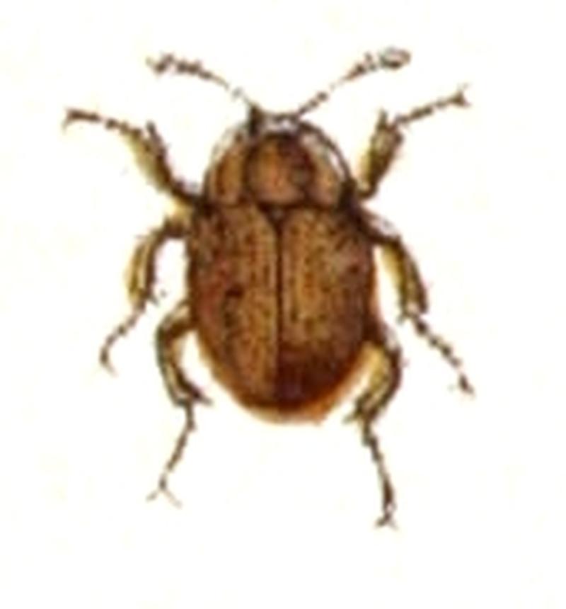 Necrophilus.subterraneus.-.calwer.10.08