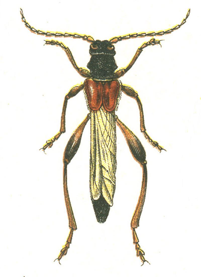 Necydalis major