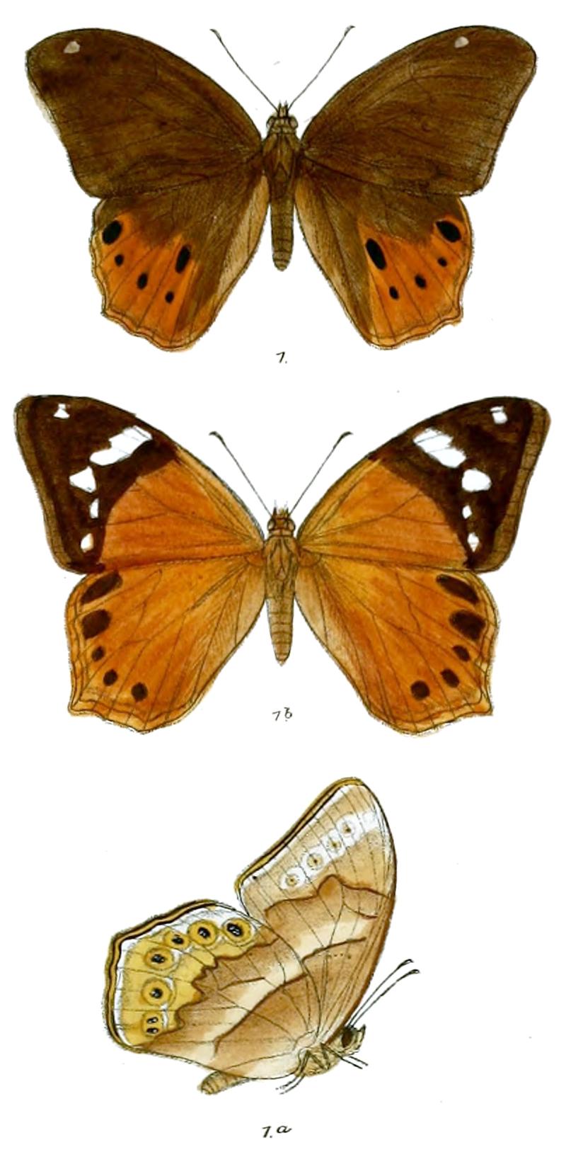 NemetisMinerva 77 1