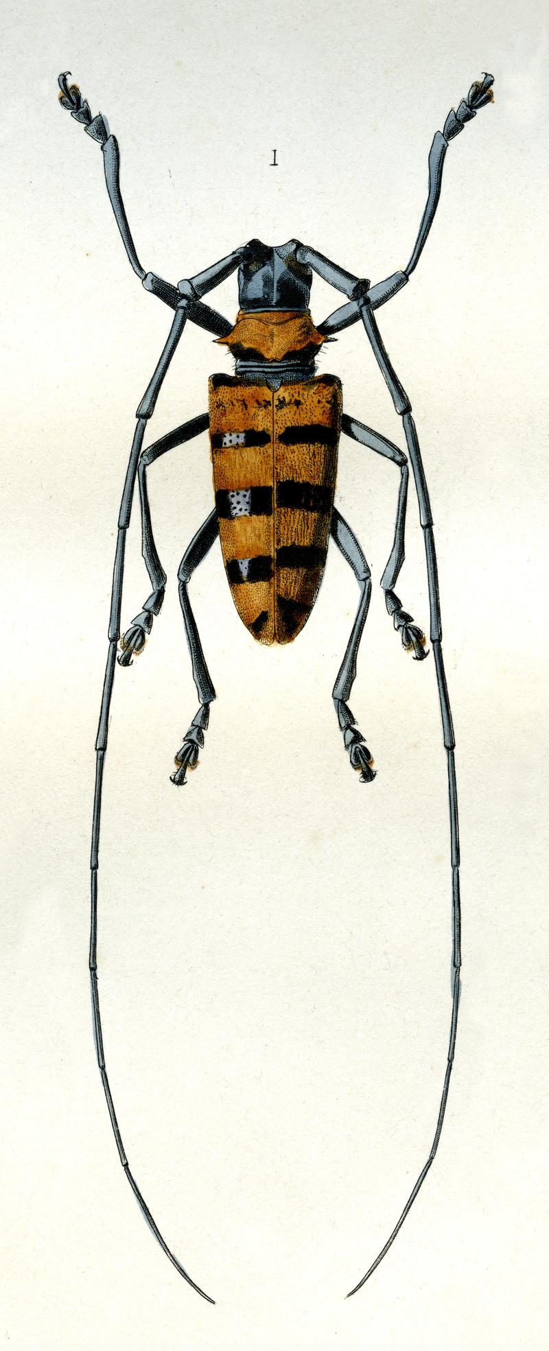 Nemophas grayii Pascoe