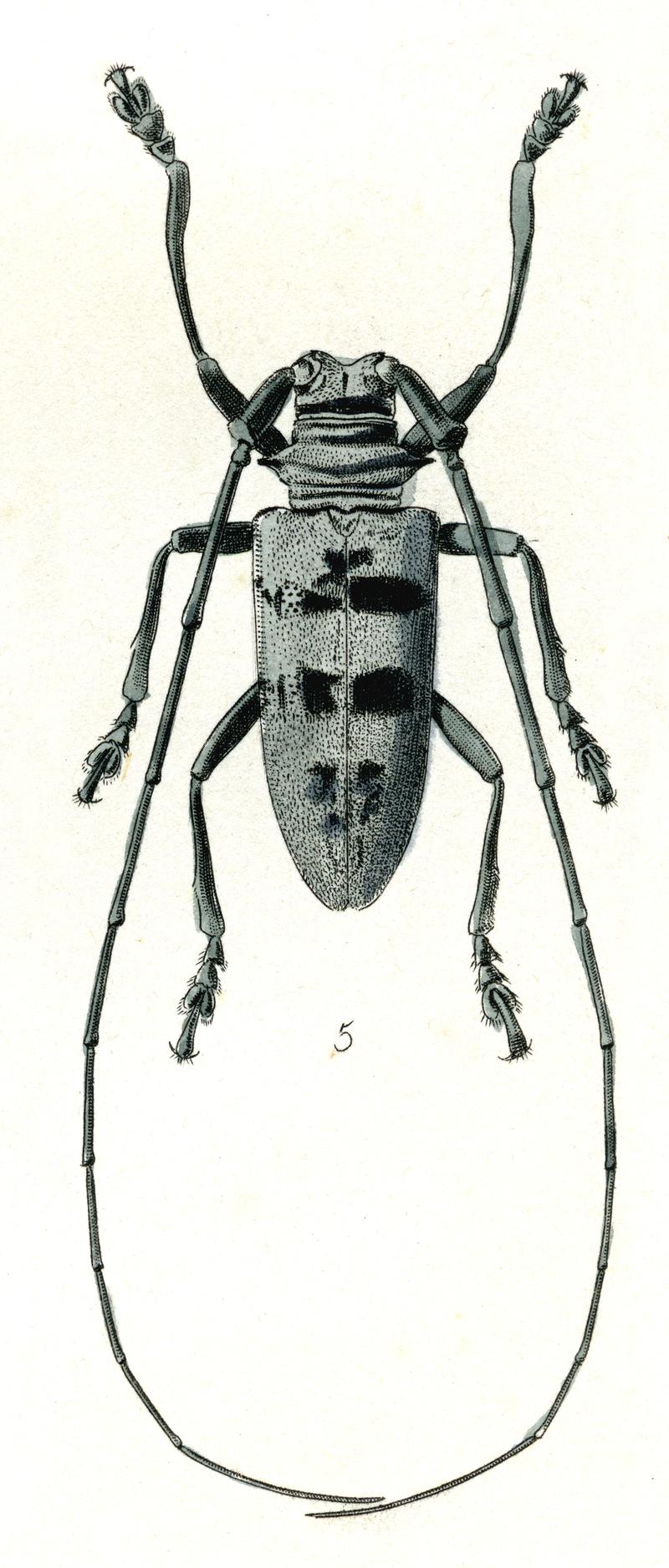 Nemophas incensus Pascoe