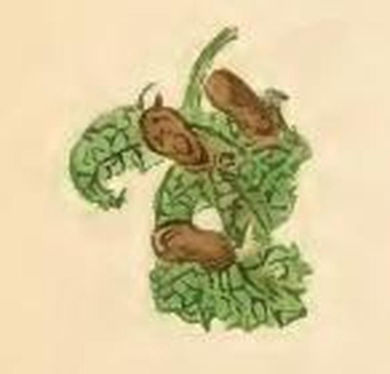 Nemophora fasciella leaf of Ballota nigra eaten by three larvae