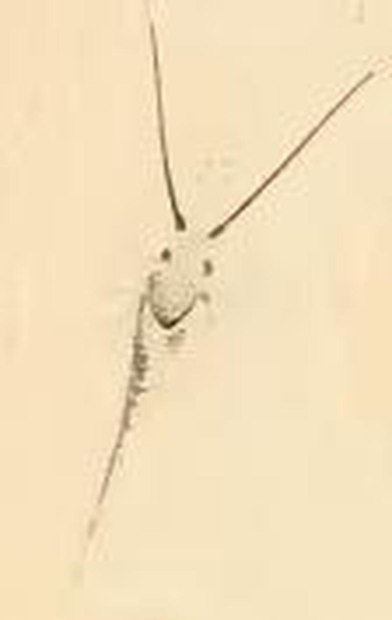 Nemophora metallica abdomen and head of female