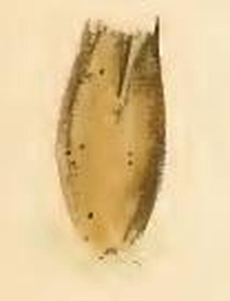 Nemophora metallica empty seed husk, used by the young larva as its first case
