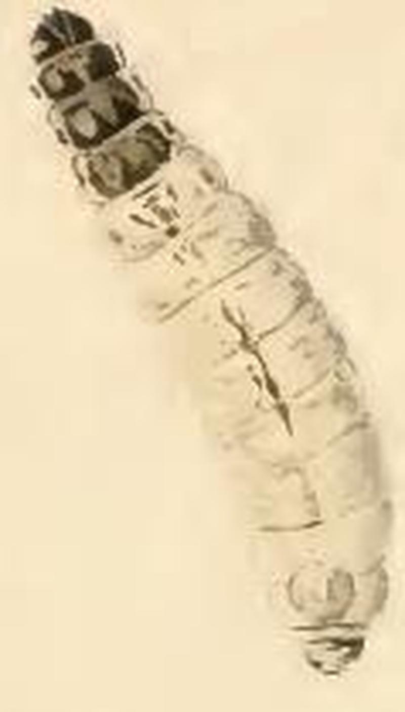 Nemophora metallica larva