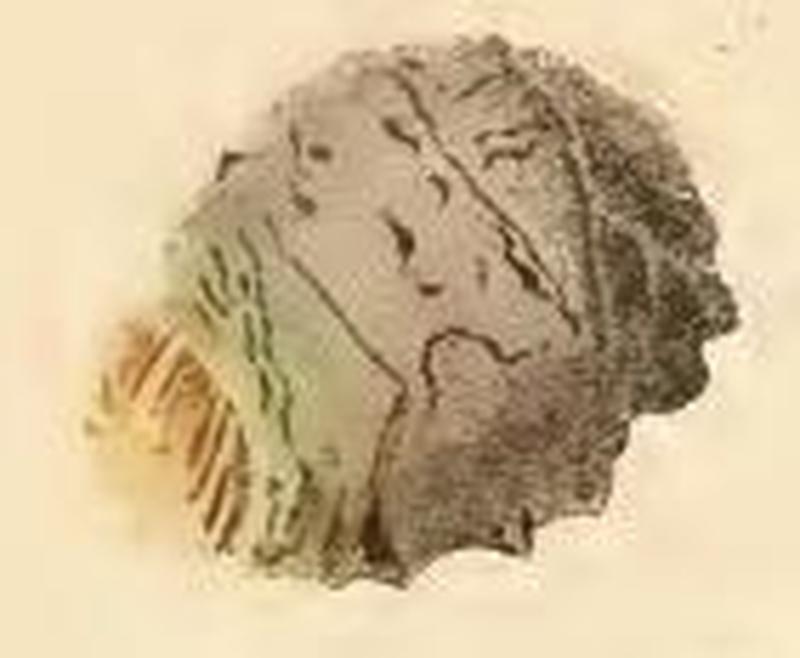 Nemophora metallica larval case