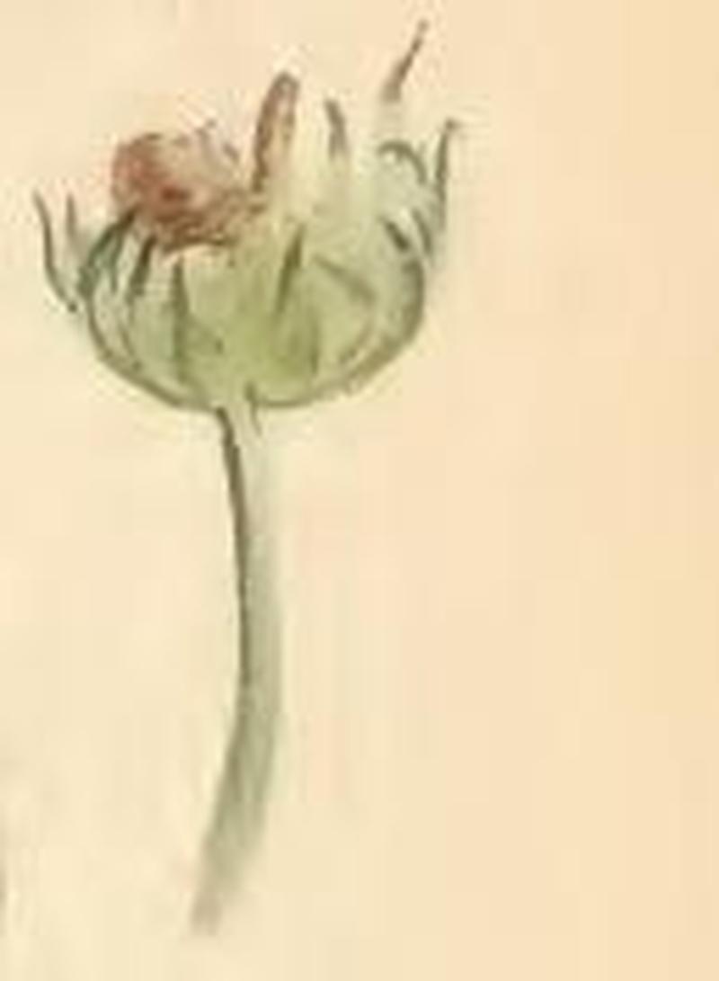 Nemophora metallica scabious head, with larva case attached