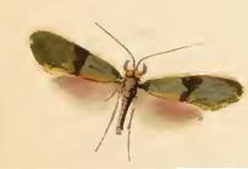 Nemophora minimella